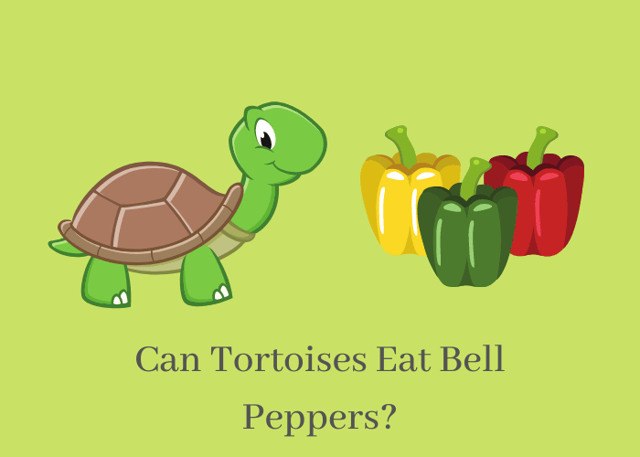 Can Tortoises Eat bell peppers
