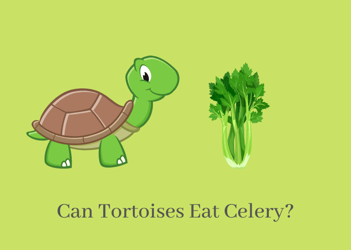 Can Tortoises Eat celery?