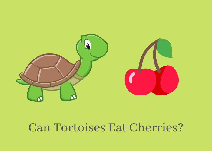 Can Tortoises Eat cherries?