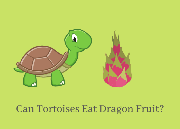 Can Tortoises Eat dragon fruit?