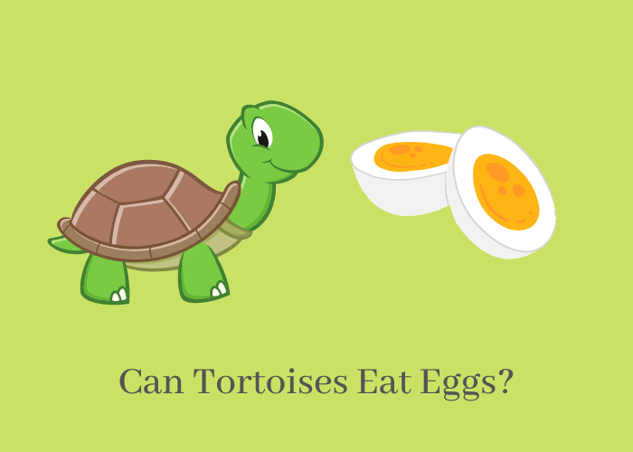 Can Tortoises Eat eggs?