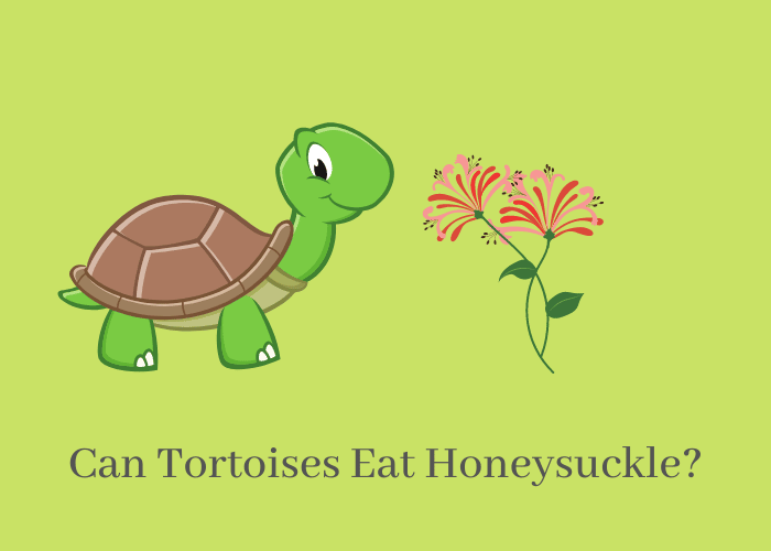 Can Tortoises Eat honeysuckle?