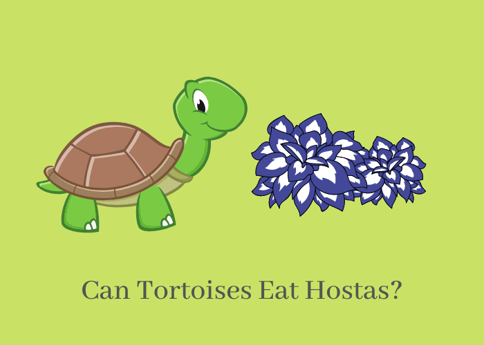 Can Tortoises Eat hostas?