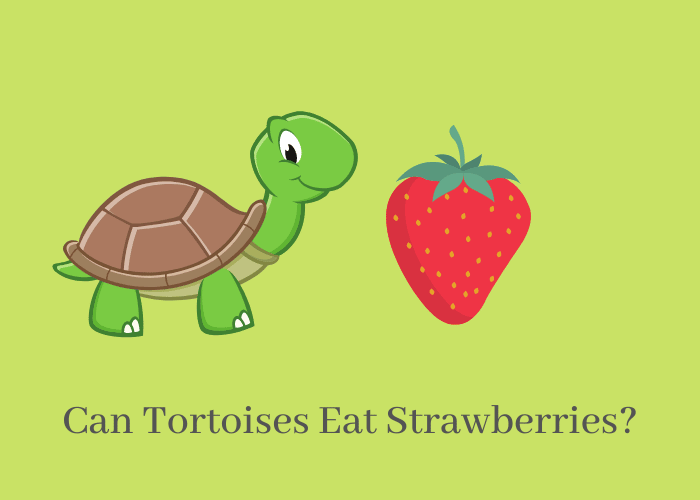 Can Tortoises Eat strawberries?