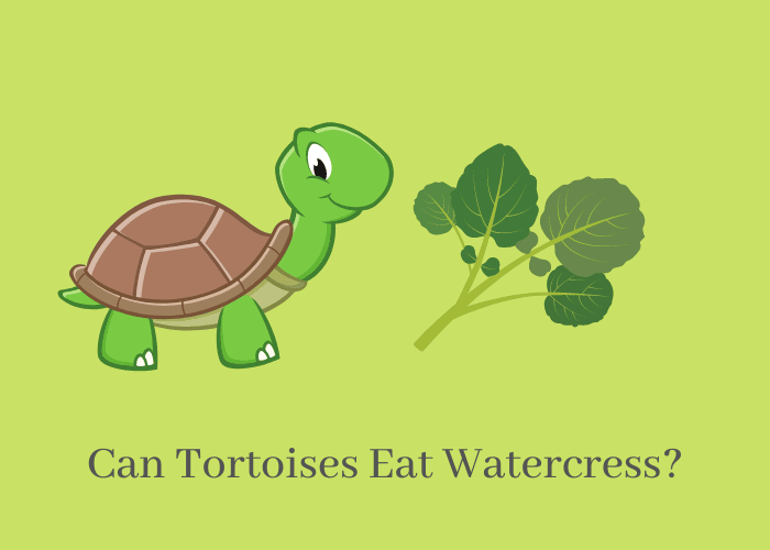 Can Tortoises Eat watercress?