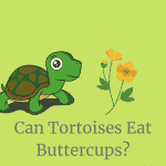 Can tortoises eat buttercups