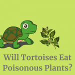 Will tortoises eat poisonous plants