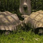 Do Tortoises Like Company?