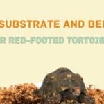 Best Substrate for Red Foot Tortoise (Top 3 Picks)