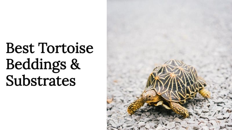 Best Tortoise Beddings & Substrates