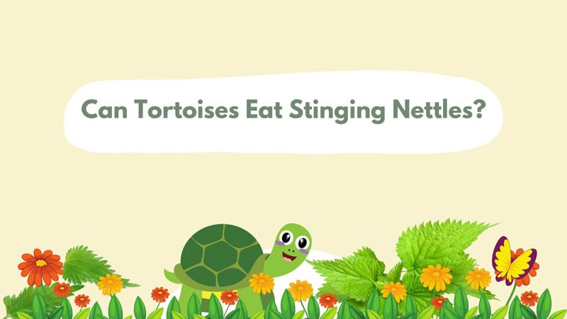 Can Tortoises Eat Nettles