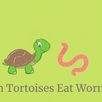 Can tortoises eat worms?