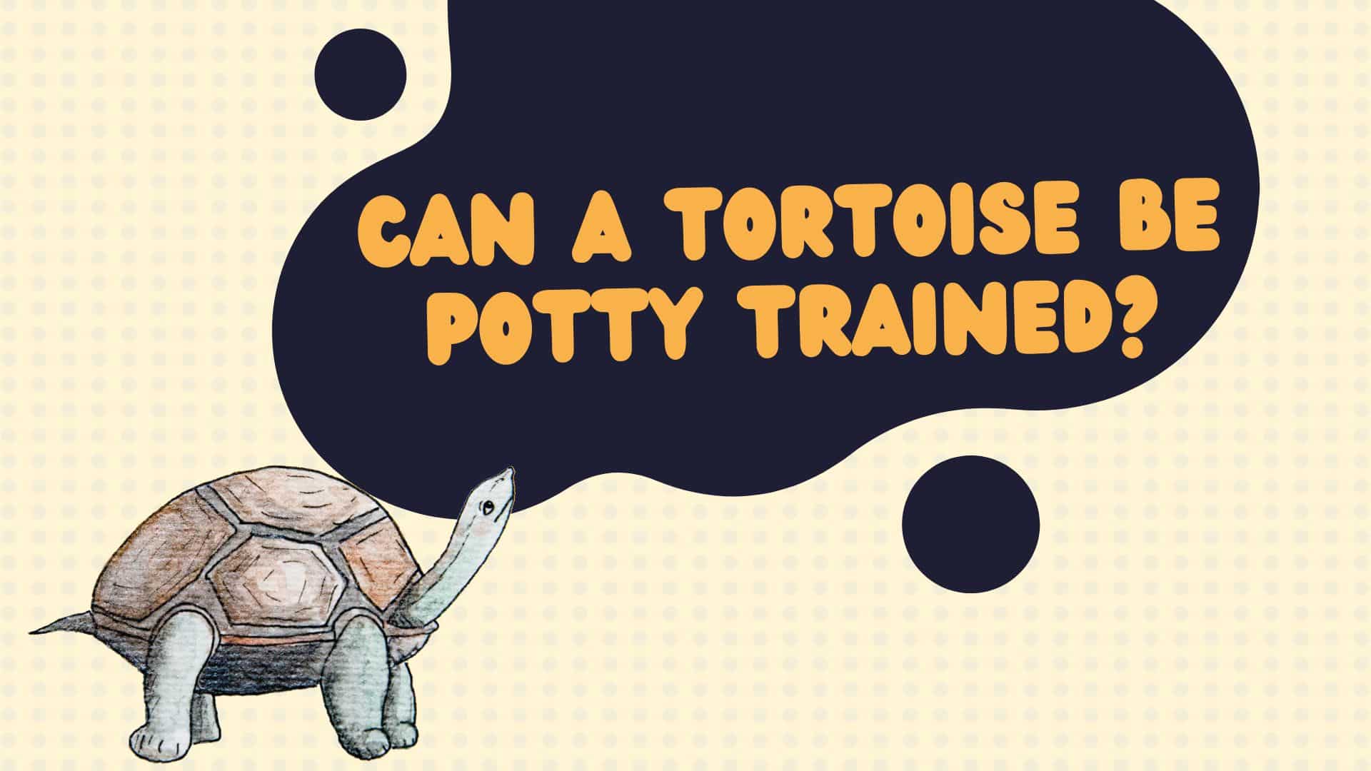 Can a Tortoise be Potty Trained