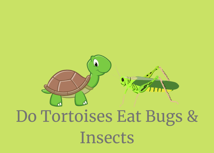 Do tortoises eat bugs and insects