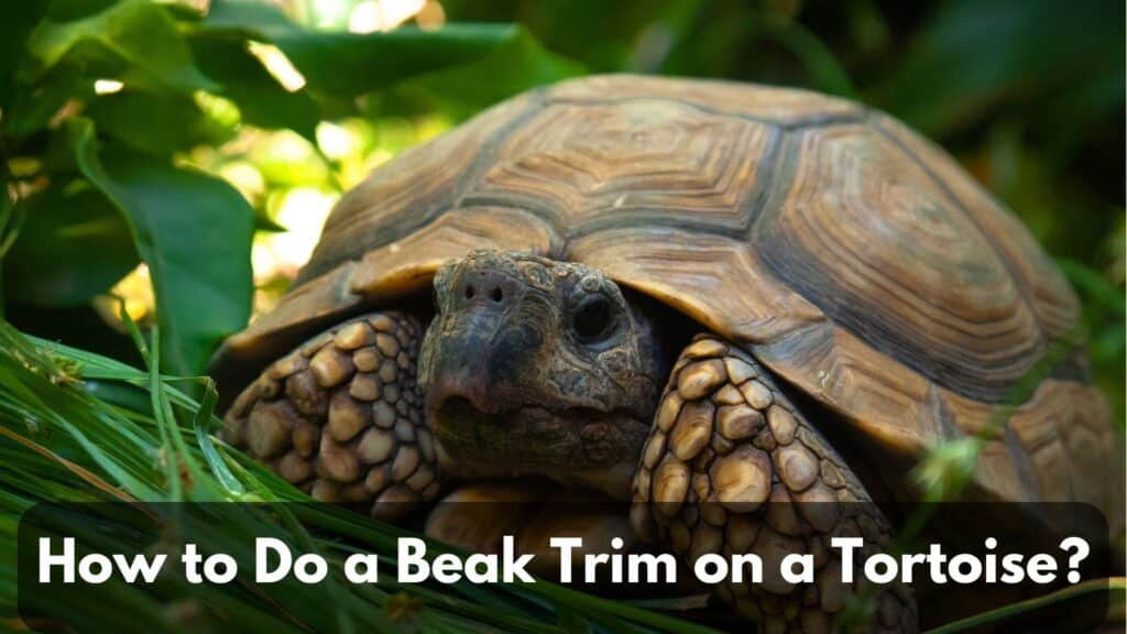 How To Trim A Tortoise Beak (A Complete Guide) - Tortoise Website