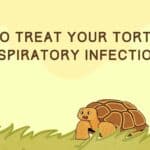 How to Treat Your Tortoises Respiratory Infection