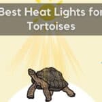 Best Heat Lights for Tortoises
