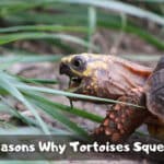 Why Is My Tortoise Squeaking? (Explained)