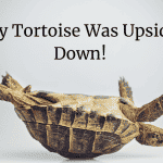 My tortoise was upside down