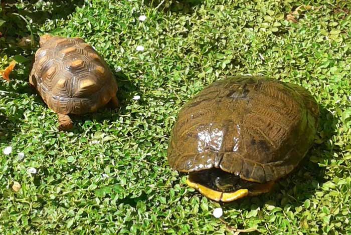 Are Tortoises Smarter Than Turtles