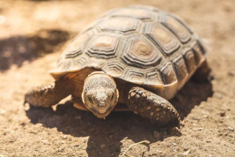 How To Trim A Tortoise Beak (A Complete Guide) - Tortoise Website