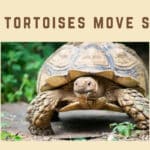 Why do tortoises move slowly