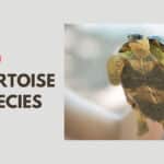 Best Tortoise Pet Species