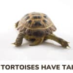 Do Tortoises Have Tails? (All About Tortoises Tails)