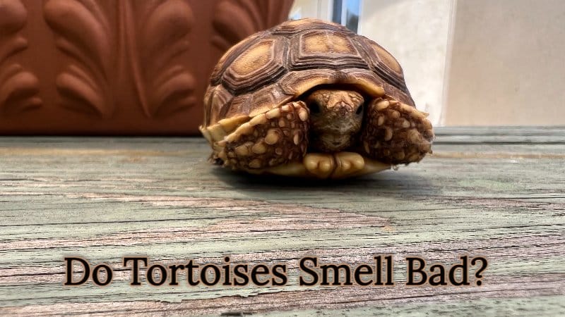 Do Tortoises Smell Bad?