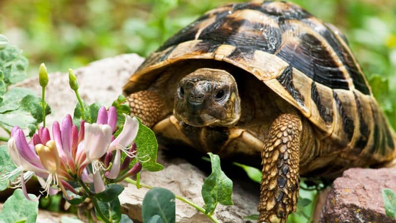is honeysuckle safe for tortoises