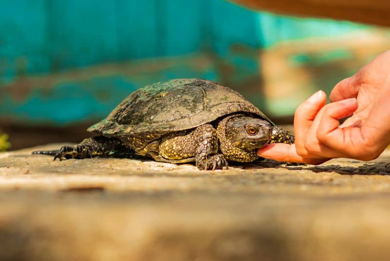 tortoise handling tips