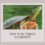 Why Is My Turtle Aggressive?